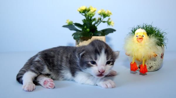 Bl makrel tabby m. hvid dreng - 12 dage