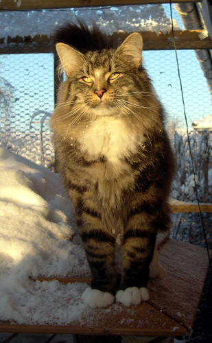 Garibaldi december 2004 - I'm the king of the world